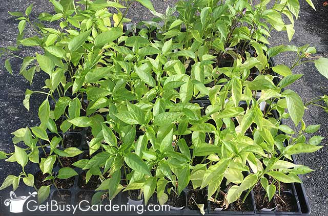 Hardening pepper seedlings before transplanting outside