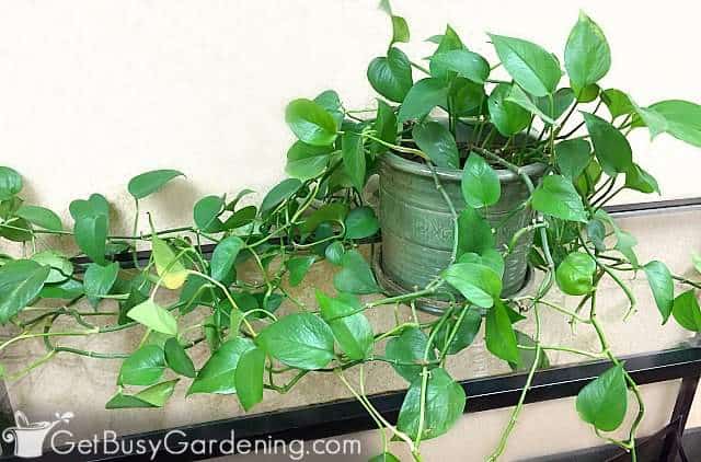 Large pothos trailing over a table