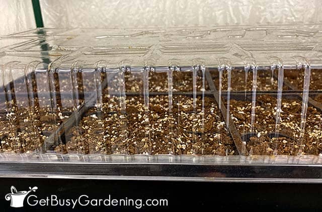 Plastic lid on top of a tray of freshly sown pepper seeds