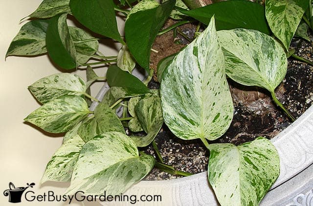 Marble queen variety of pothos