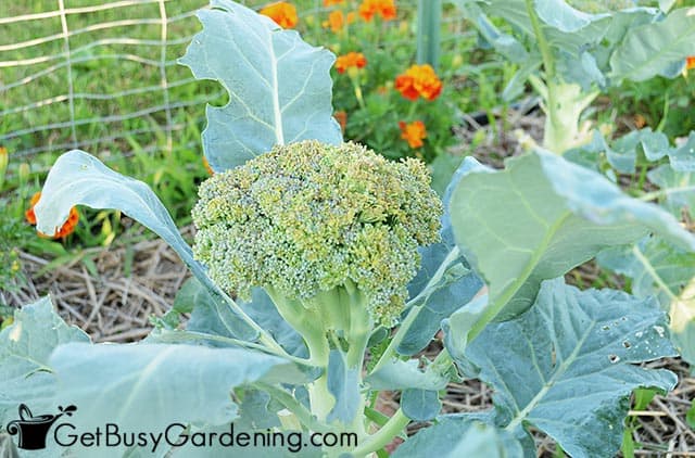 Mature broccoli head ready to harvest