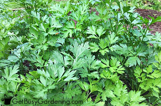 Mature parsley ready to harvest