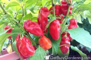 Growing Peppers From Seed: The Complete How To Guide - Get Busy Gardening