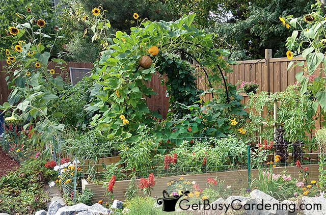 My 2013 veggie garden full grown