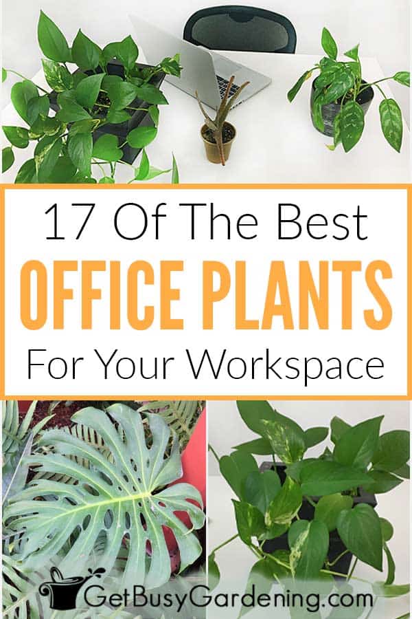 17 Of The Best Office Plants For Your Workspace