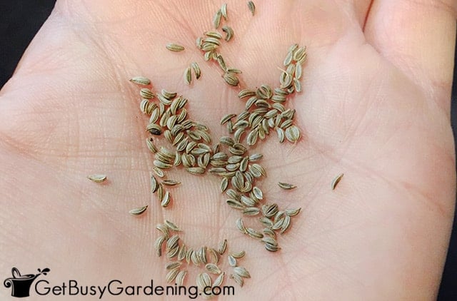 Parsley seeds in my hand