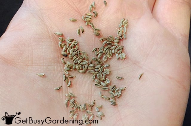 parsley seeds