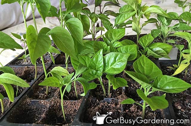 Pepper seedlings growing indoors