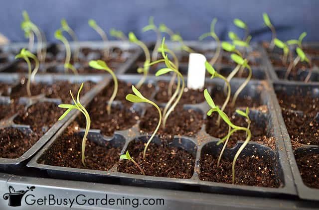 pepper seedlings reaching for the light - نشاء فلفل چگونه کاشته می شود. ؟