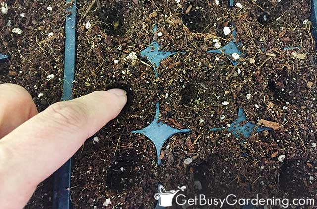 planting parsley seeds indoors - نشاء جعفری چیست ؟ توضیح دهید .