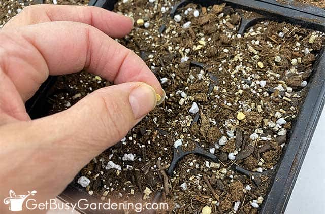 Planting my pepper seeds indoors