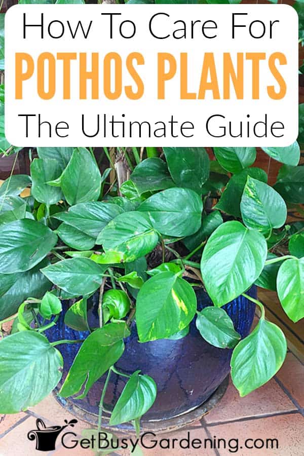 How To Grow Pothos Plants: The Ultimate Guide