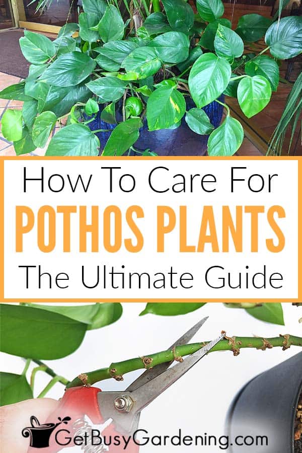 How To Care For Pothos Plants: The Ultimate Guide