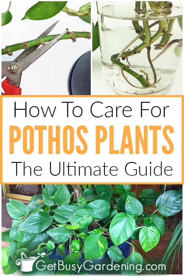 How To Care For Pothos Plants: The Ultimate Guide