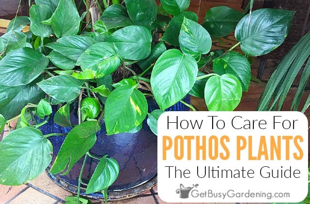 How To Care For Pothos Plants: The Ultimate Guide