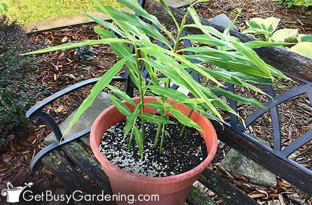 Potted ginger root growing outside