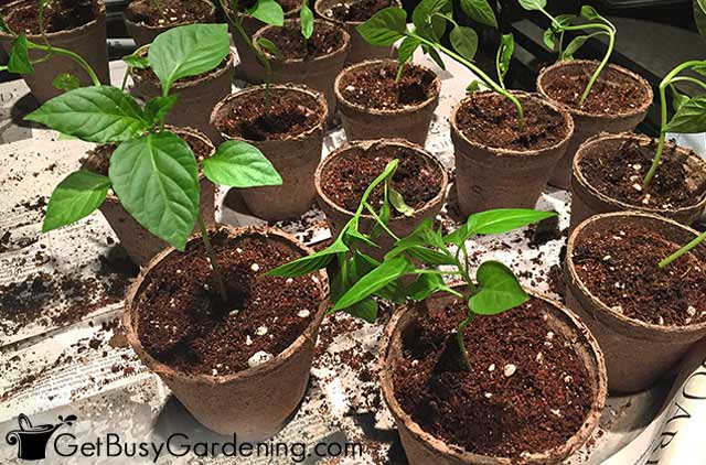 potting up pepper seedlings - نشاء فلفل چگونه کاشته می شود. ؟