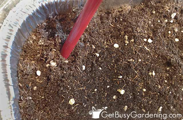 pressing peppers seeds into the soil - نشاء فلفل چگونه کاشته می شود. ؟