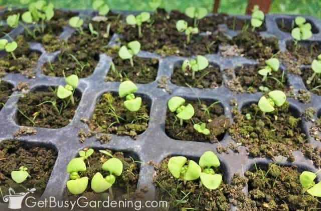 Seed tray full of basil seedlings