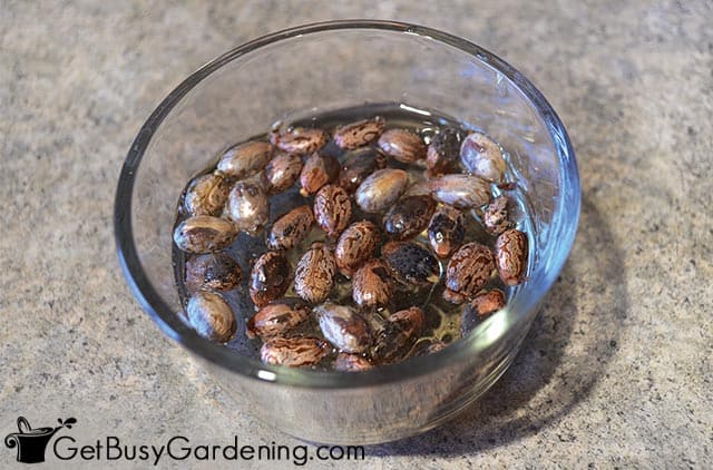 Soaking castor seeds before sowing