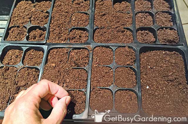 Sowing basil seeds indoors