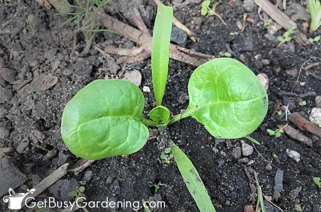 Spinach seedling in my garden