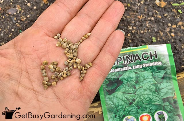 Spinach seeds in my hand ready for planting