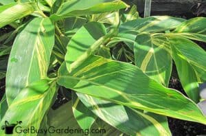 Native ginger plant care Native ginger plant care
