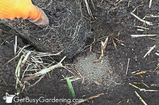 Applying fertilizer to veggies during planting time