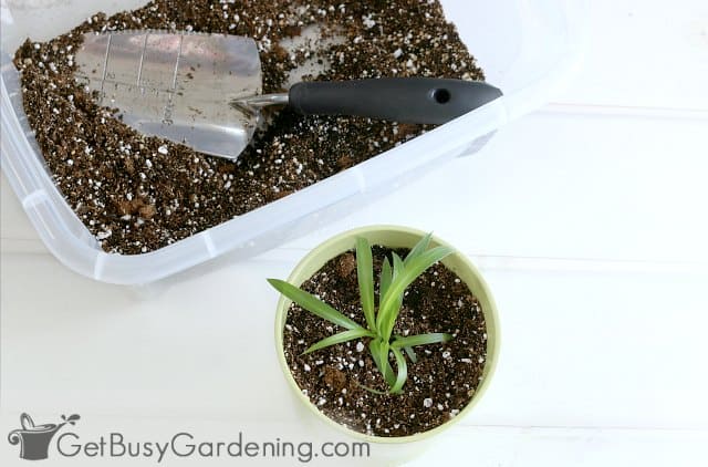 DIY houseplant potting soil