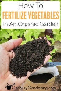 Fertilizing Your Vegetable Garden - Everything You Need To Know