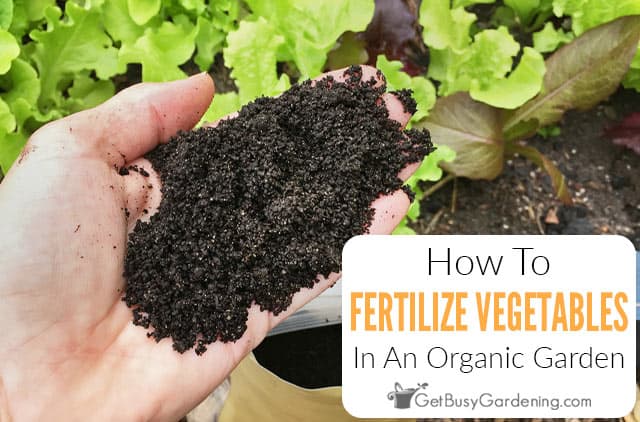 How To Fertilize A Vegetable Garden Get Busy Gardening
