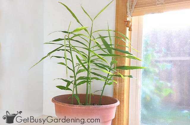 Ginger plant on windowsill indoors