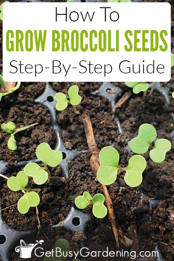 How To Grow Broccoli Seeds: Step-By-Step Guide