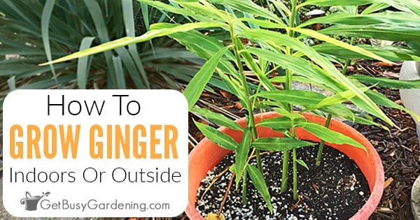 Ginger Plant Care The Complete Growing Guide Get Busy Gardening