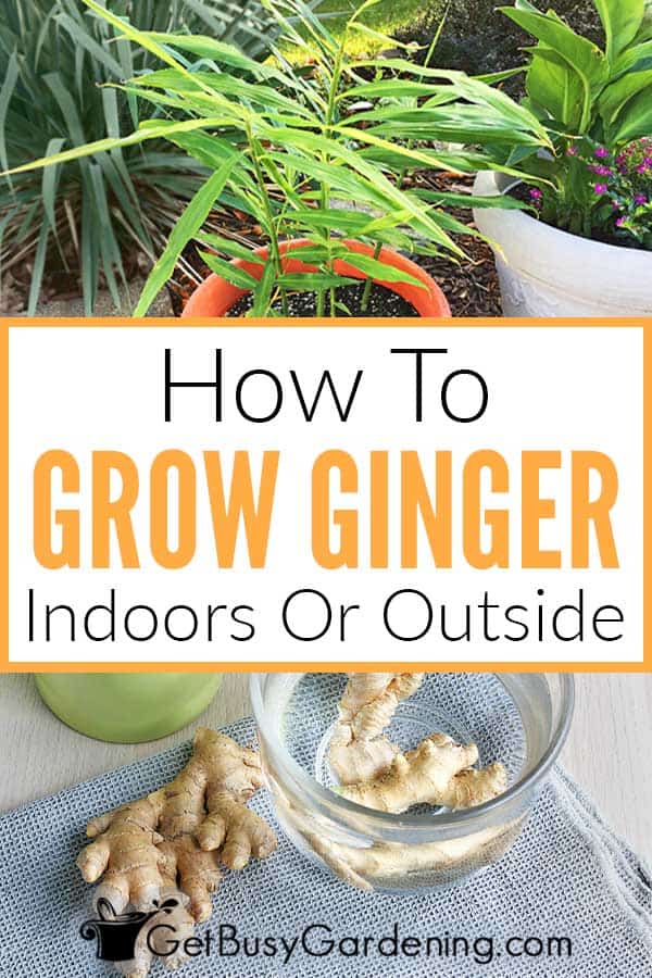 How To Grow Ginger Indoors Or Outside