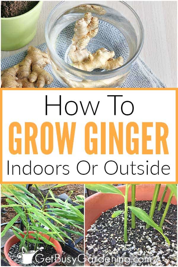 How To Grow Ginger Indoors Or Outside