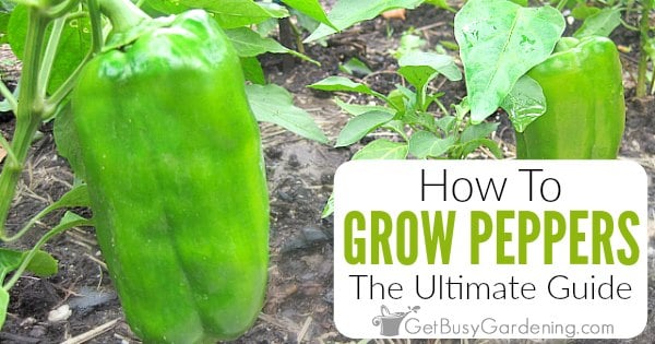 How To Grow Peppers: The Ultimate Guide - Get Busy Gardening