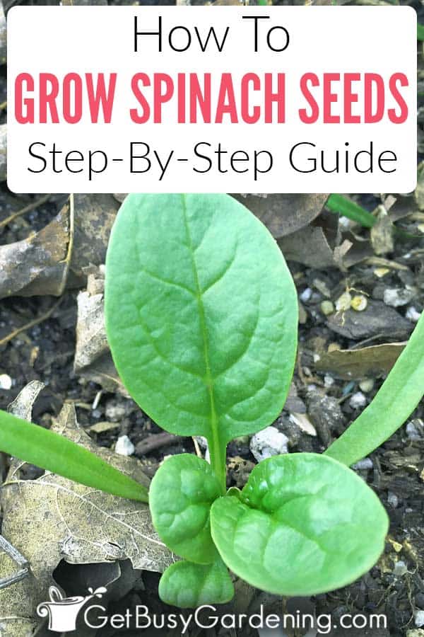 How To Grow Spinach Seeds: Step-By-Step Guide