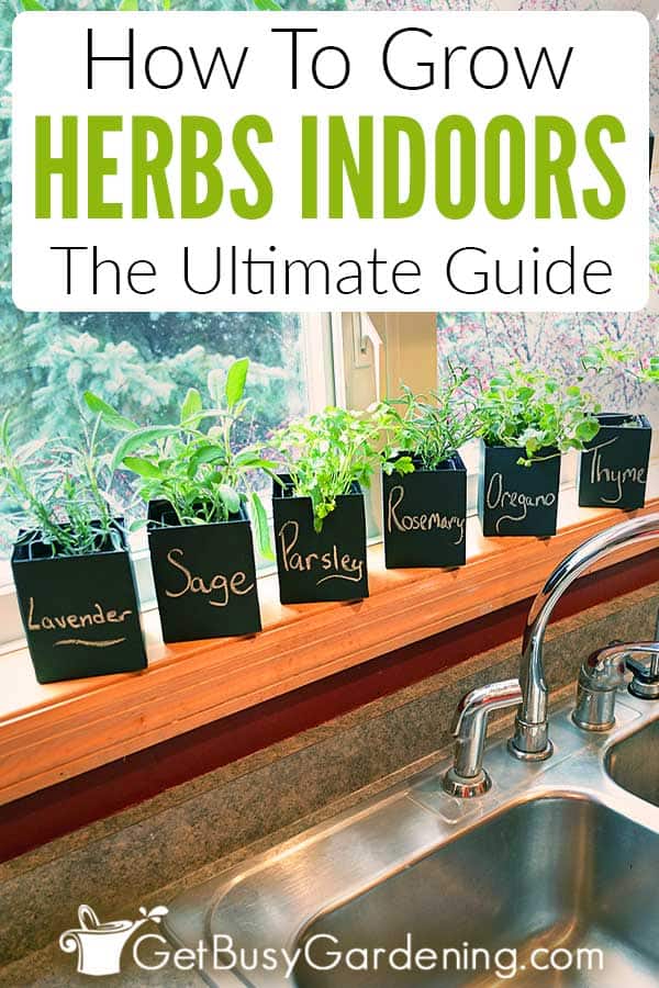 How To Grow Herbs Indoors: The Ultimate Guide
