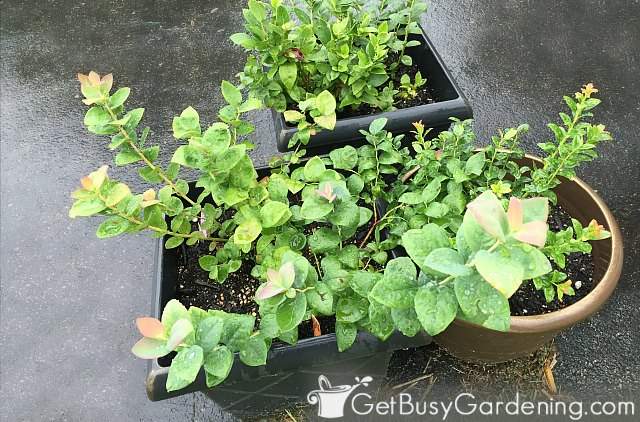 Mini blueberry bushes growing in pots