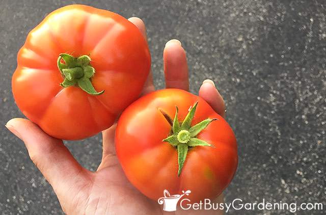 Tomatoes grown with and without fertilizer