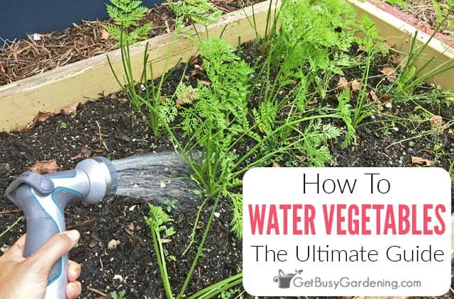 How To Water A Vegetable Garden