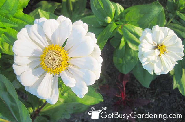 Beautiful white zinnias