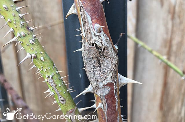 2nd Step in Pruning: Trimming damaged canes