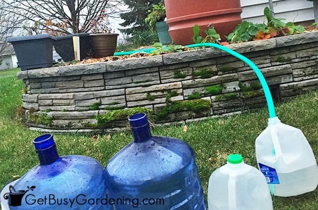 Filling jugs with water from my rain barrel