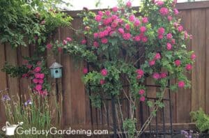 How To Prune Roses: 4 Simple Steps To Trim Like A Pro