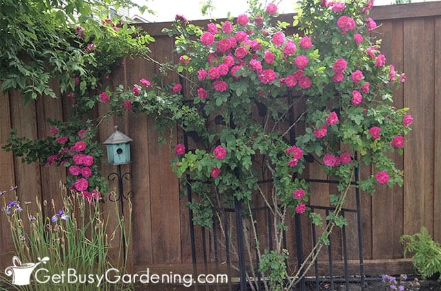 Gorgeous climbing rose in full bloom