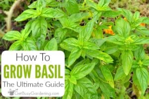 Growing Basil Complete How To Care Guide Get Busy Gardening