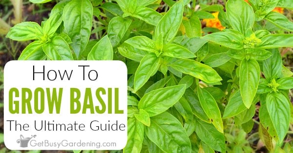 Growing Basil: Complete How To Care Guide - Get Busy Gardening